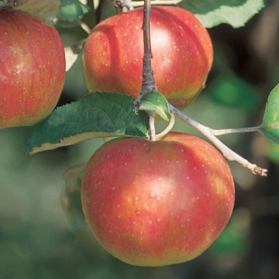 Photo of Smokehouse Apple Tree