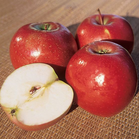 Photo of Snow Apple Tree