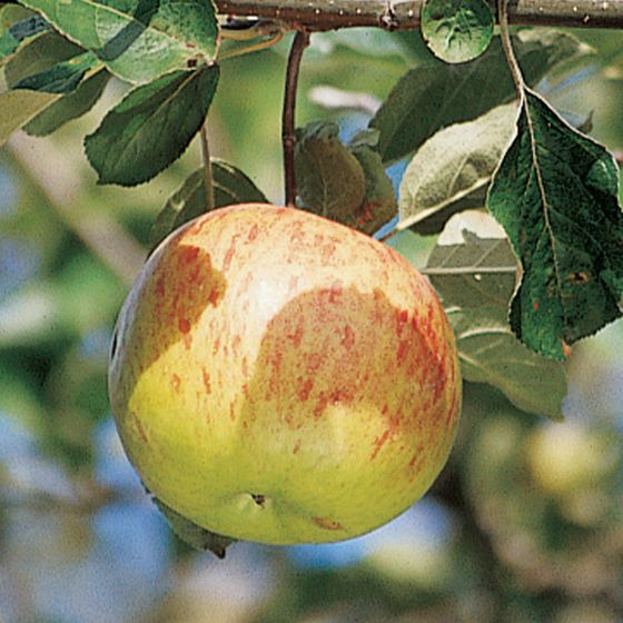 Photo of Spigold Apple Tree