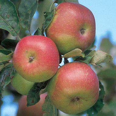 Photo of Wagener Apple Tree