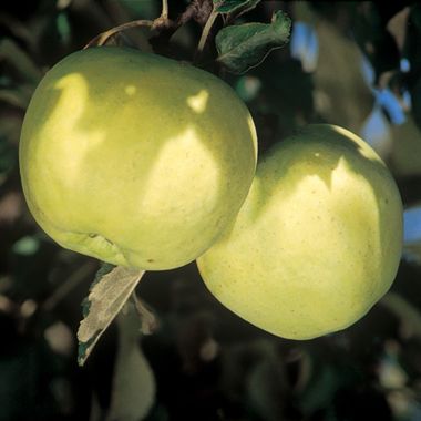 Photo of Tolman Sweet Apple Tree