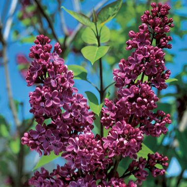 Photo of Charles Joly Burgundy Lilac