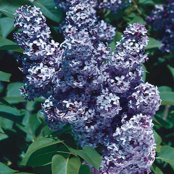 Photo of President Grevy Blue Lilac