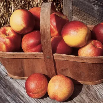 Photo of Nectacrest Nectarine Tree