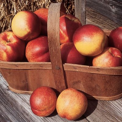 Photo of Nectacrest Nectarine Tree