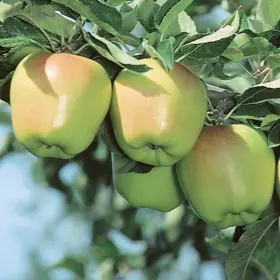 Photo of Criterion Apple Tree