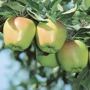 Photo of Criterion Apple Tree