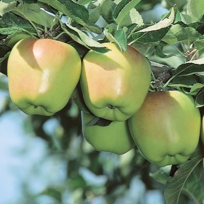 Photo of Criterion Apple Tree