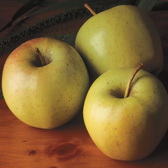 Stark® Golden Delicious Apple Tree - A Stark Bro's Exclusive