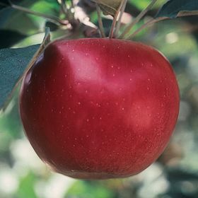 Photo of Sops of Wine Apple Tree