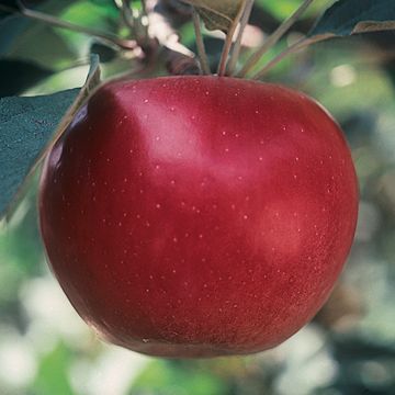 Photo of Sops of Wine Apple Tree