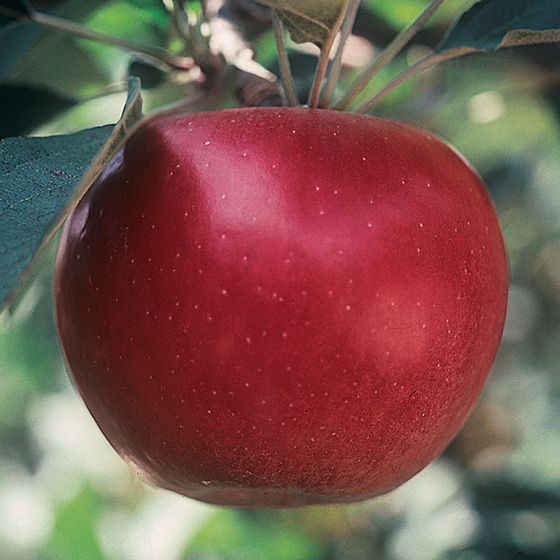 Photo of Sops of Wine Apple Tree