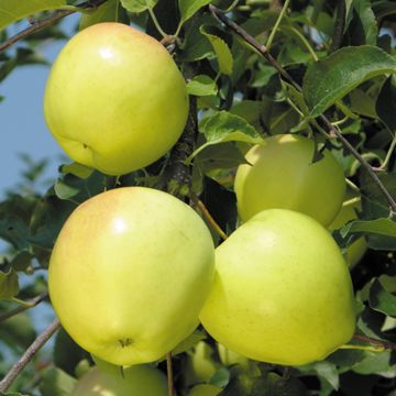 Photo of Pound Sweet Apple Tree
