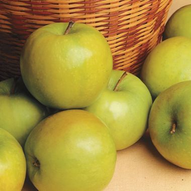 Photo of Rhode Island Greening Apple Tree