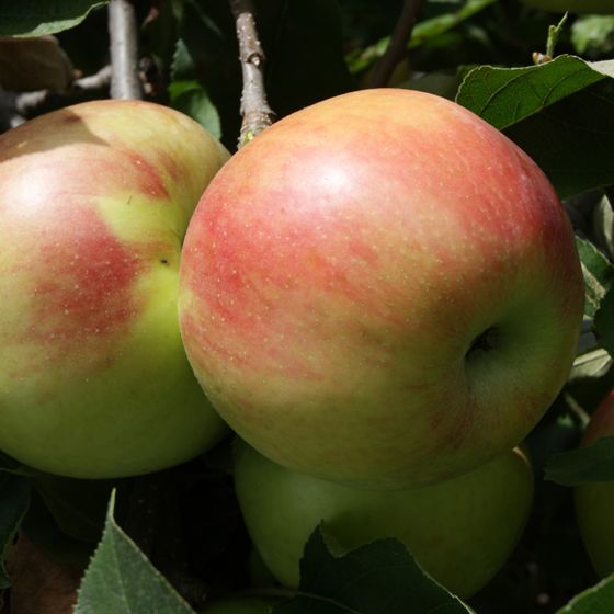 Photo of Twenty Ounce Apple Tree