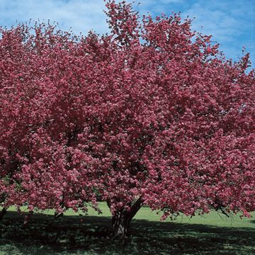 Photo of Malus Almey Flowering Crabapple Tree