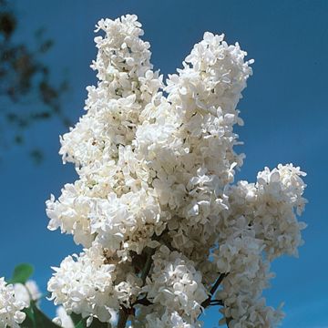 Photo of Madame Lemoine White Lilac