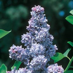 Photo of Ludwig Spaeth Purple Lilac