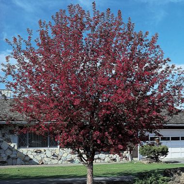 Photo of Royalty Flowering Crabapple Tree