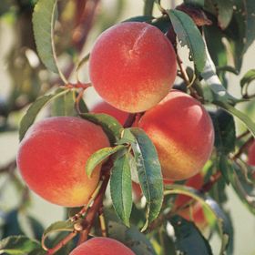Photo of Elberta Peach Tree