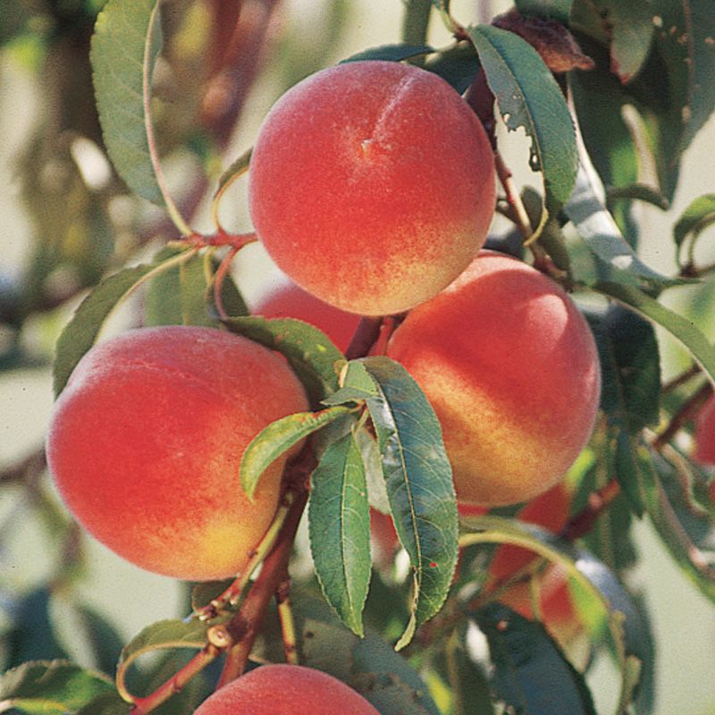 Belle of Georgia Peach Tree