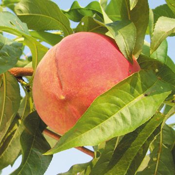 Photo of Golden Jubilee Peach Tree