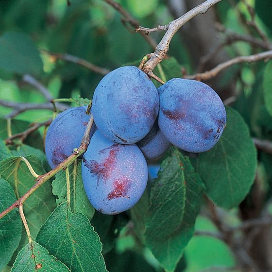 Photo of Italian Plum Tree