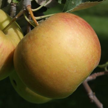 Photo of Spitzenburg Apple Tree