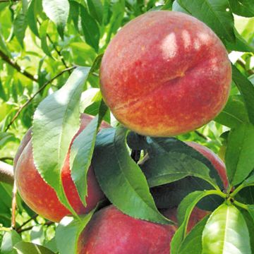 Photo of Sentry Peach Tree