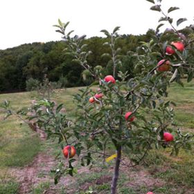 Photo of Dwarf Fruit Tree Orchard-In-A-Box®