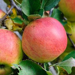 Photo of Baldwin Apple Tree