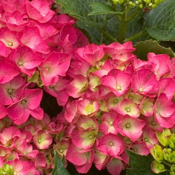 Photo of Cityline® Paris Hydrangea