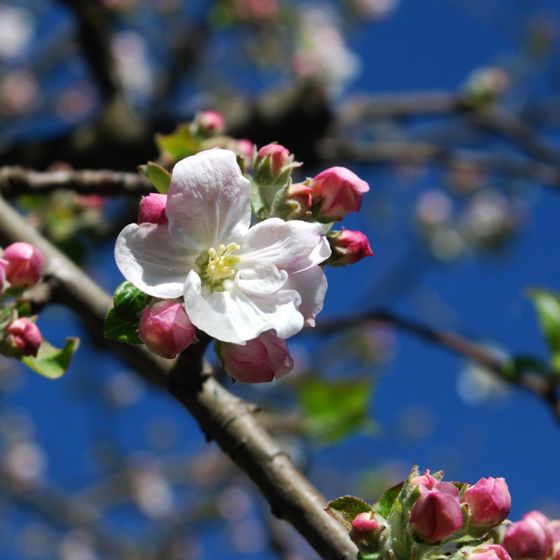 Photo of Gravenstein Apple Tree