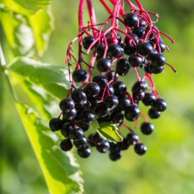 Dwarf Mulberry tree –