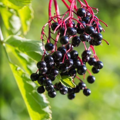 Photo of Adams Elderberry Plant