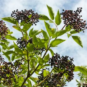 Photo of York Elderberry Plant