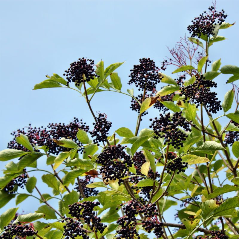 What do elderberry bushes look like?