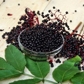 Photo of Elderberry Plant Collection