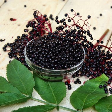 Photo of Elderberry Plant Collection