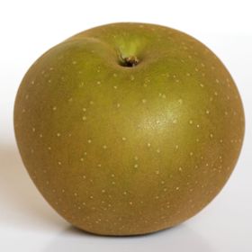Photo of Golden Russet Apple Tree