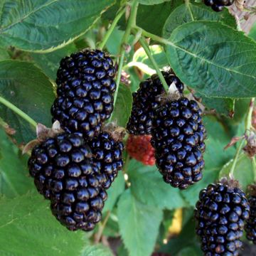 Photo of Marionberry Plant
