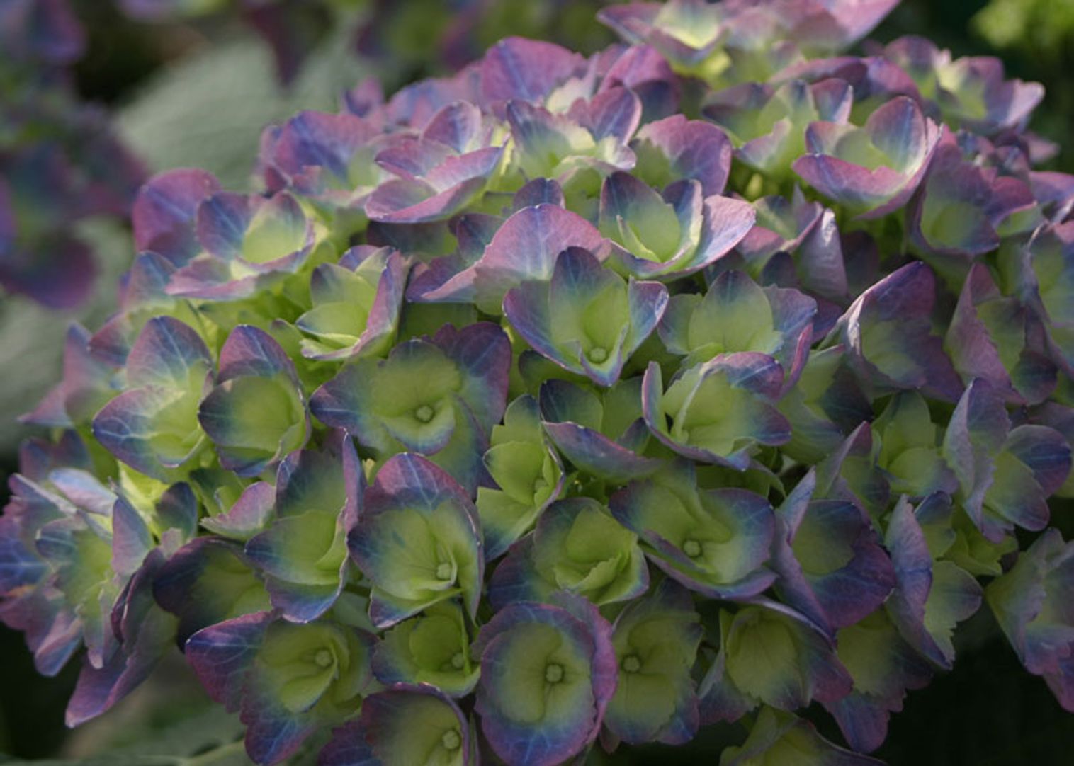 Hydrangea4936　0419 Cityline® Rio Hydrangea - Stark Bro's