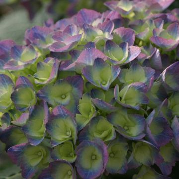 Photo of Cityline® Rio Hydrangea