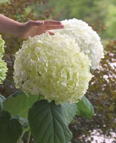 Photo of Incrediball® Hydrangea