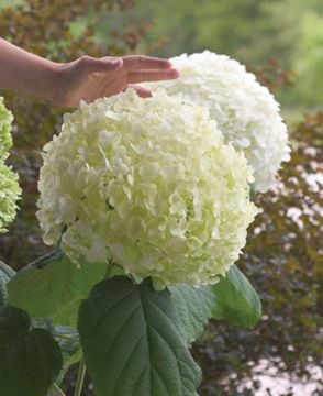 Photo of Incrediball® Hydrangea