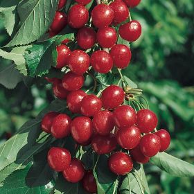 Photo of Starkrimson® Sweet Cherry Tree