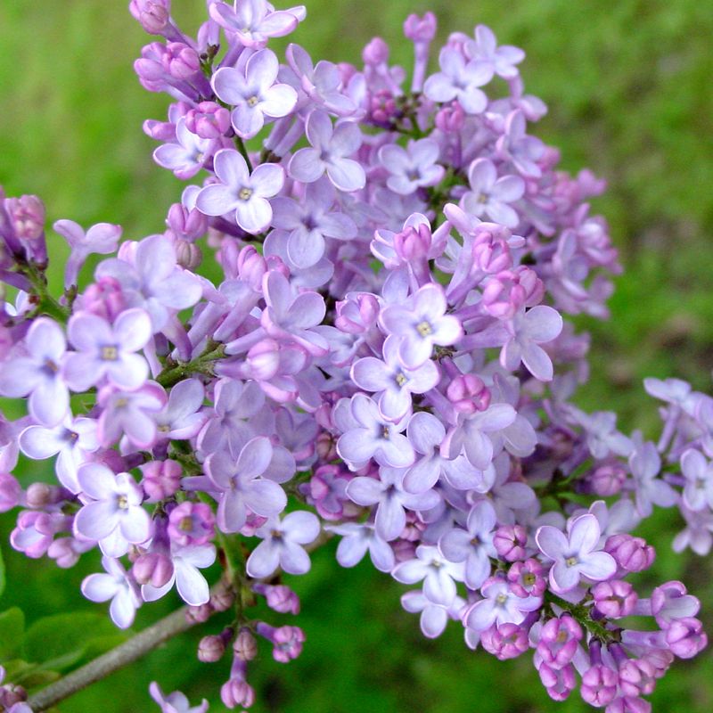 Watering Lilacs