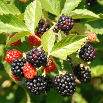 Photo of Primocane Blackberry Plant Collection