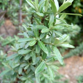 Photo of Seaberry Pollinator Plant