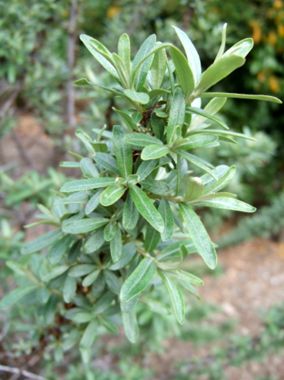 Photo of Seaberry Pollinator Plant